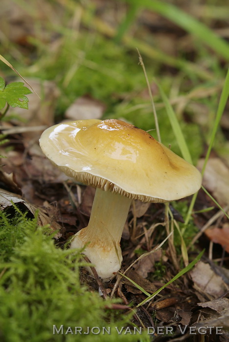 Gele galgordijnzwam - Cortinarius vibratilis